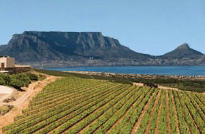 Durbanville wijntour