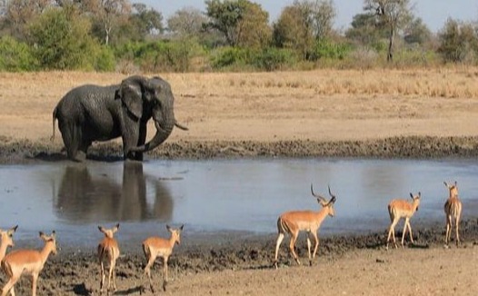 15 daagse tour Kaapstad - Wijnlanden - Panorama route en Krugerpark